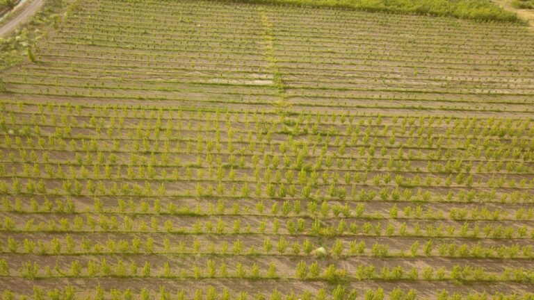 DAP Bölge Kalkınma İdaresi 73 projeye 423 milyon lira destek sağlayacak