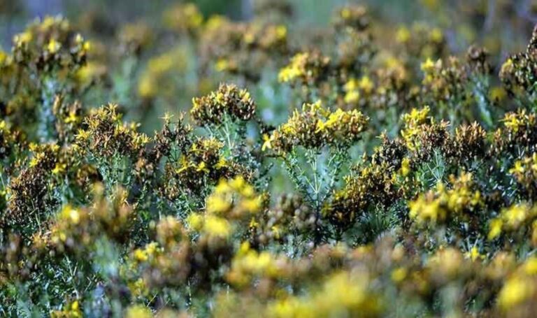 Ekili alan %74 arttı! Kilosu binlerce liraya satılıyor… – Son Dakika Hayat Haberleri