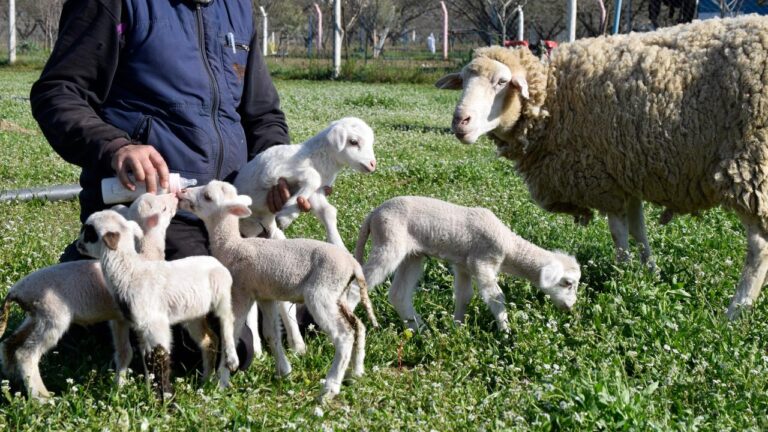 Manisa’da koyunlar bir batıda 5 kuzu doğurdu